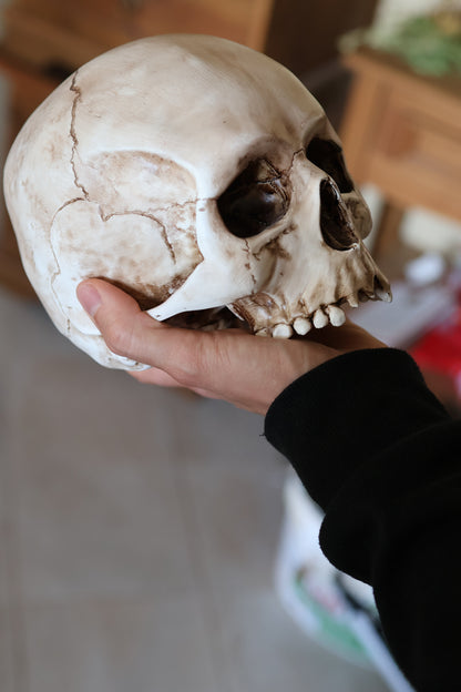 Lebensgroßer Totenkopf aus Kunstharz (handbemalt)